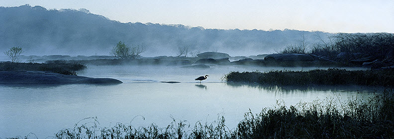 Great Blue Heron on a Misty James River