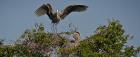 Great Blue Herons Nesting on the James River, Richmond, VA