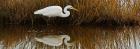 Great Egret Fishing in the Reeds, Chincoteague National Wildlife Refuge, VA